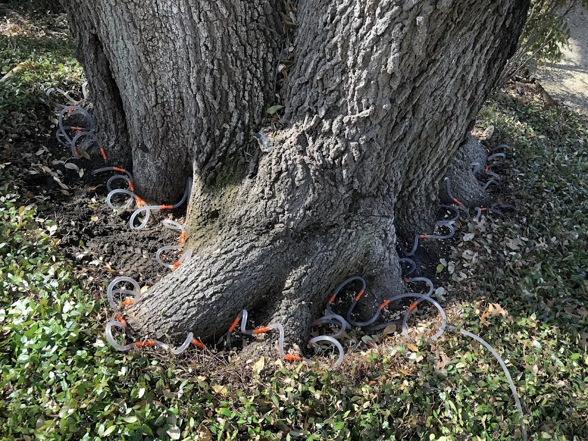 Detailed Tree Cabling and Bracing job site in West Berlin