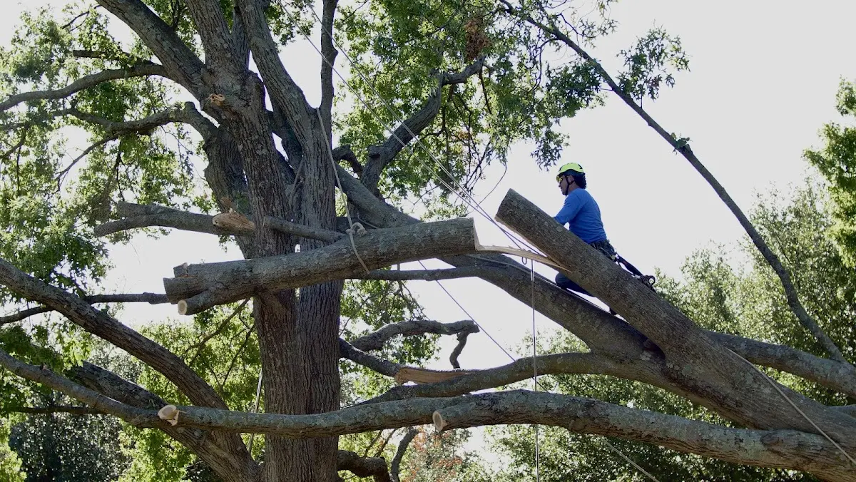 Professional Hazardous Tree Removal performed by certified arborists in West Berlin