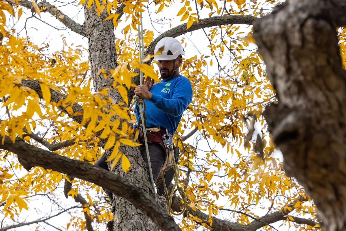 Skilled Tree Pruning crew working in West Berlin